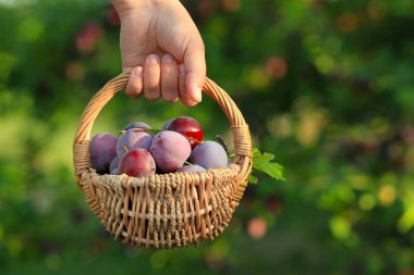 Bahçede erik ile küçük sepeti tutan kadın