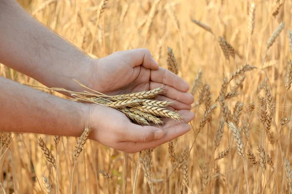 Mann Hält Weizen Feld Nahaufnahme — Stockfoto