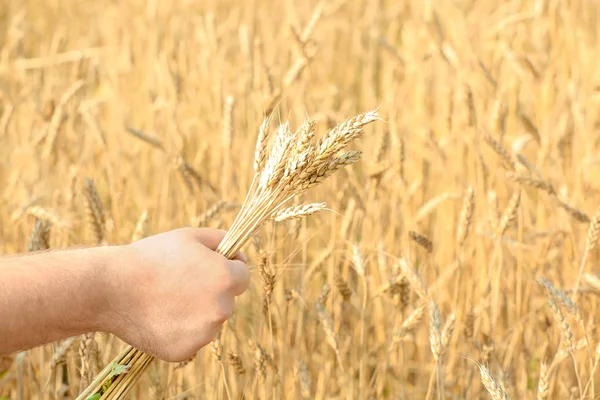 男子持有小麦在田间 — 图库照片