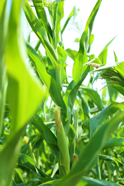 Junge Maiskolben Auf Pflanze Feld — Stockfoto