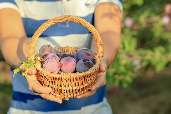 Vrouw Met Kleine Mand Met Pruimen Tuin — Stockfoto