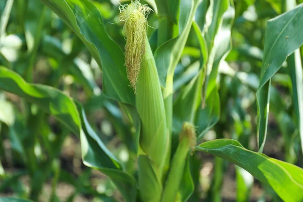 Fiatal Kukorica Cob Üzem Területén — Stock Fotó