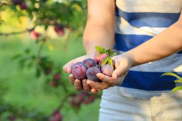 Wanita Memegang Plum Matang Kebun — Stok Foto