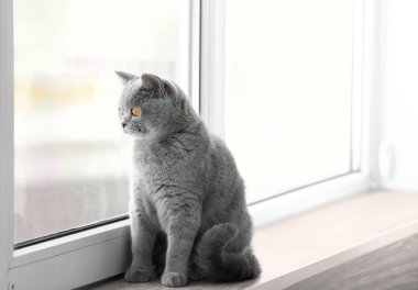 Pencere pervazına üzerinde şirin komik kedi