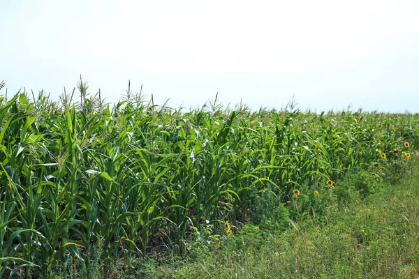 Maize growing in field