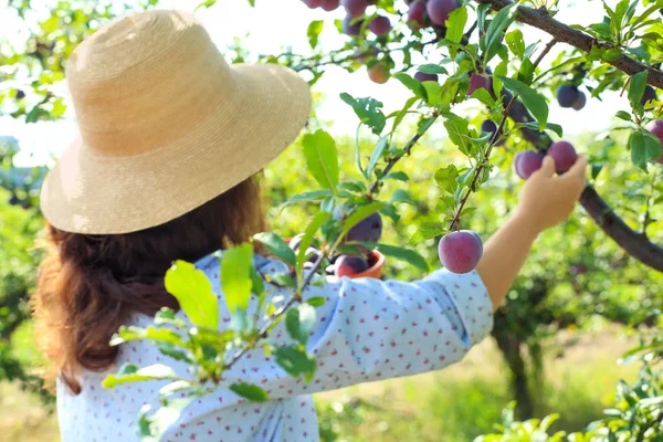 Woman harvesting ripe plums in garden — Stock Photo, Image