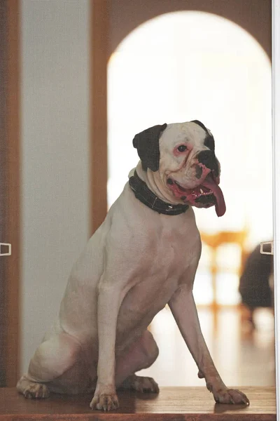 Собака сидить на підвіконні за москітною сіткою — стокове фото