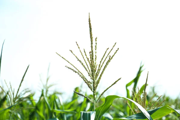Kukorica, növekszik a mező kukorica-címer — Stock Fotó