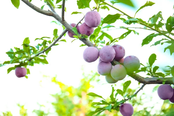 Closeup of branch with ripe plums in garden on sunny day — Stock Photo, Image