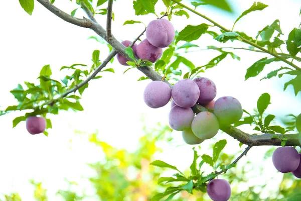 Close-up van tak met rijpe pruimen in de tuin op zonnige dag — Stockfoto