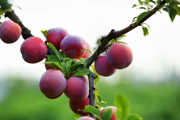 Close Van Heerlijke Rijpe Pruimen Boomtak Tuin — Stockfoto