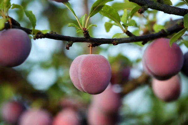 Close Van Rijpe Pruimen Vertakking Van Beslissingsstructuur Tuin — Stockfoto