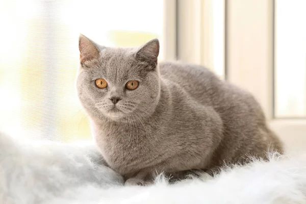 窓枠にかわいい面白い猫 — ストック写真