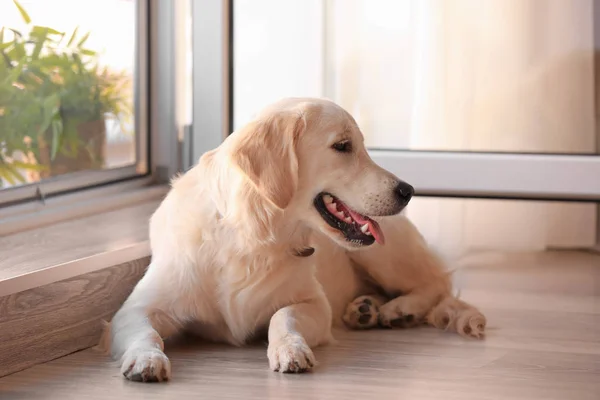 Söt Hund Nära Öppna Fönstret Hemma — Stockfoto