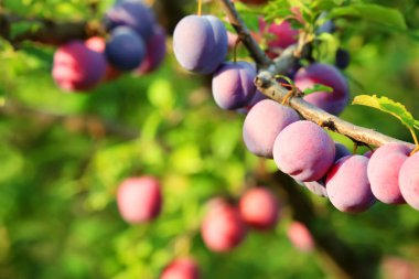 Bahçedeki ağaç dalında lezzetli olgun eriklerin yakın çekimi.