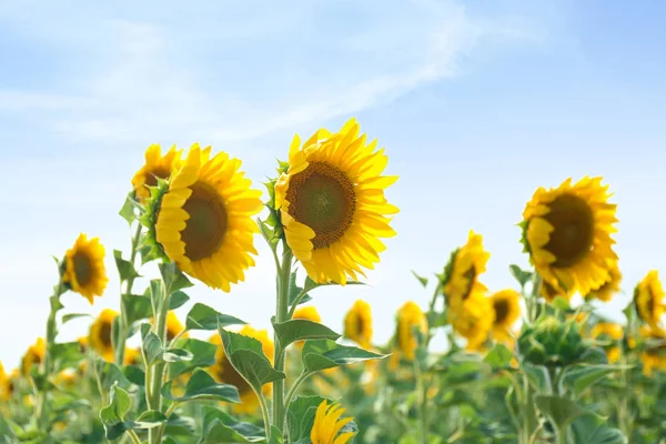 Bloeiende Zonnebloemen Veld — Stockfoto