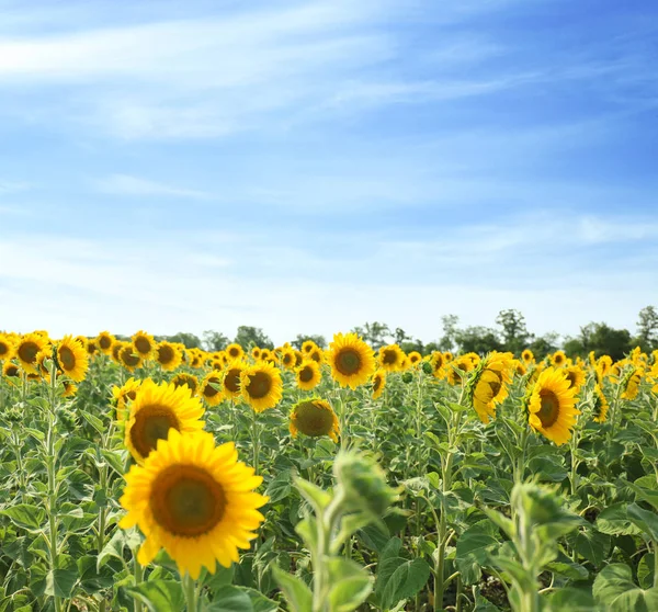 Kvetoucí Slunečnice Oboru — Stock fotografie
