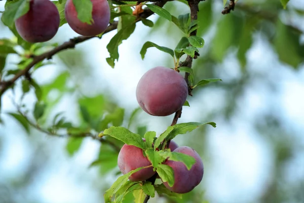 Close Van Heerlijke Rijpe Pruimen Boomtak Tuin — Stockfoto