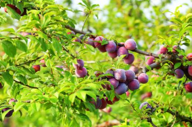Lezzetli olgun erik ağacı dalları bahçesinde üzerinde
