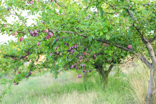 Plum Drzewa Ogrodzie — Zdjęcie stockowe