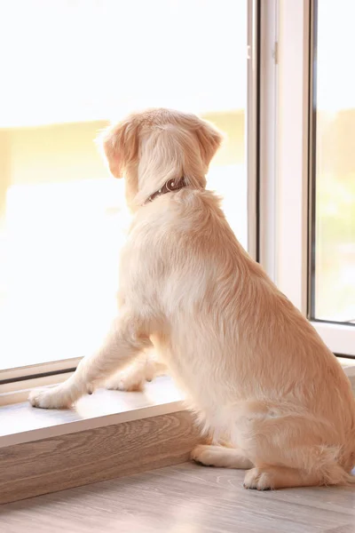 Mignon Chien Près Fenêtre Ouverte Maison — Photo