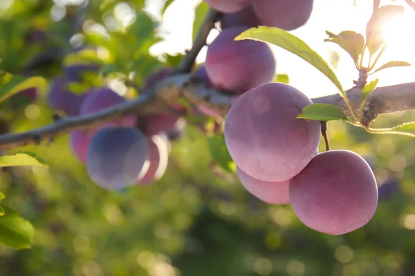 Close Van Tak Met Rijpe Pruimen Tuin Zonnige Dag — Stockfoto