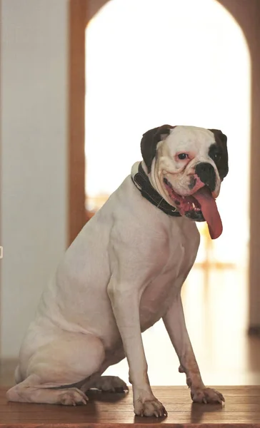 Cão Sentado Peitoril Janela Atrás Mosquiteiro — Fotografia de Stock