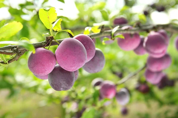 Close Van Heerlijke Rijpe Pruimen Boomtak Tuin — Stockfoto