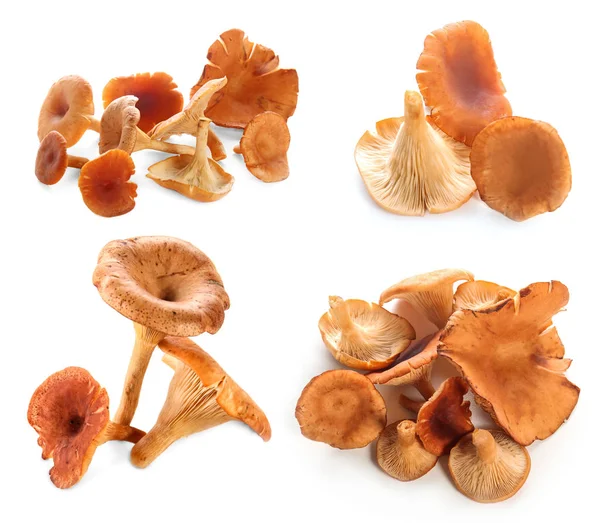 Set van ruwe hanenkam paddestoelen op witte achtergrond — Stockfoto