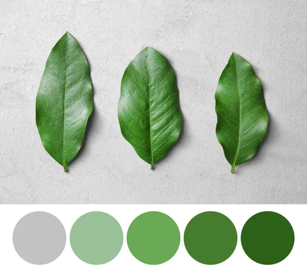 Paleta Con Color Verde Hojas Sobre Fondo Gris — Foto de Stock