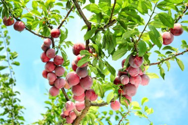 Lezzetli olgun erik ağacı bahçede üzerinde