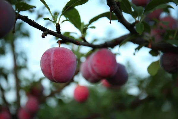 Close Van Rijpe Pruimen Vertakking Van Beslissingsstructuur Tuin — Stockfoto