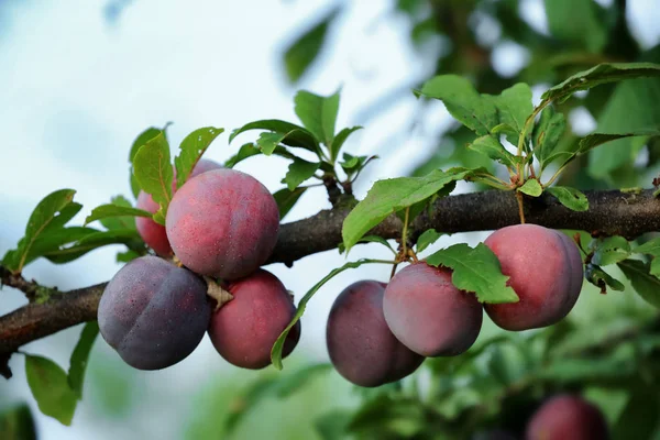 Close Van Heerlijke Rijpe Pruimen Boomtak Tuin — Stockfoto