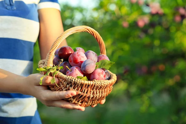 Femme tenant petit panier avec prunes dans le jardin — Photo