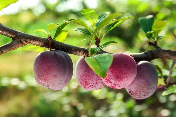 Close Van Heerlijke Rijpe Pruimen Boomtak Tuin — Stockfoto