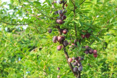 Lezzetli olgun erik ağacı dalları bahçesinde üzerinde