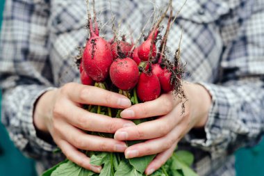 Taze organik turp üstleri ve yeşil ile kadının elinde bırakır. Yatay görünüm