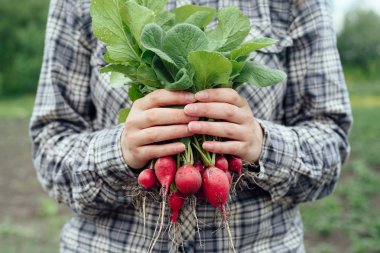 Taze organik turp üstleri ve yeşil ile kadının elinde bırakır. Yatay görünüm