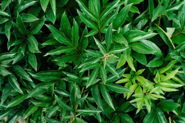 Taze yeşil şakayık arka plan bırakır. Şakayık arka plan bırakır. Yeşil renkli yaprakları, boş alan ile. Düz yatıyordu. Doğa arka plan