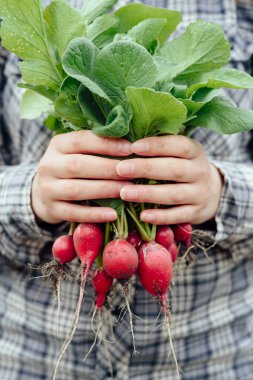 Taze organik turp üstleri ve yeşil ile kadının elinde bırakır. Dikey görünüm