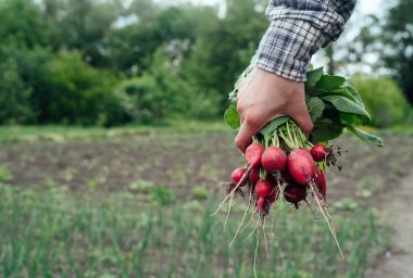 Taze organik turp üstleri ve yeşil yaprakları sebze ile kadının elinde bulanıklık Bahçe arka plan üzerinde. Yatay görünüm, boş alan