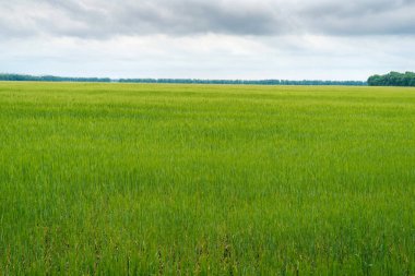 Yeşil buğday alan, güzel gökyüzü bulutlu, metin için özgür yer. Güneşli tarım peyzaj, arka plan. Buğday alan yeşil spikelets ile. Makro fotoğraf yeşil buğday.