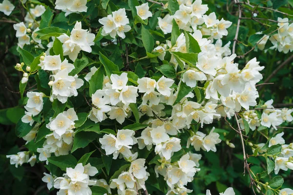 Yasemin bush ile beyaz çiçekler ve yeşil yaprakları yaz Park, çiçek arka plan tam çiçeği. Güzel jasmin çiçek çiçeklenme