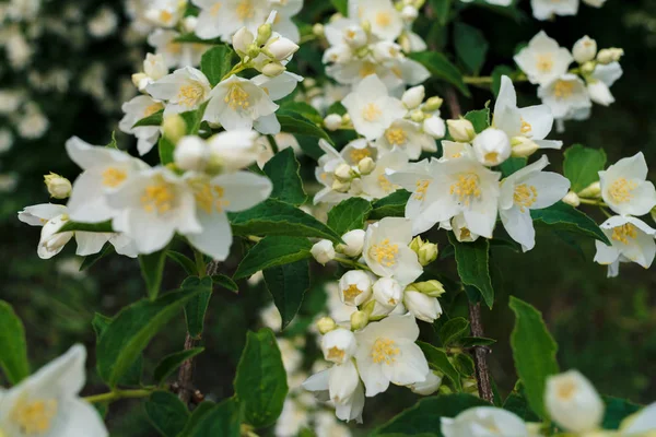 Белые Цветы Жасмина Зеленые Листья Полный Рост Летнем Парке Цветочный — стоковое фото
