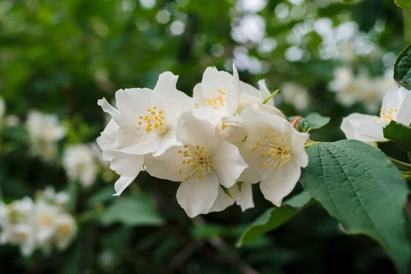 Jasmine White Flowers Green Leaves Bush Full Blossom Summer Park — Stock Photo, Image