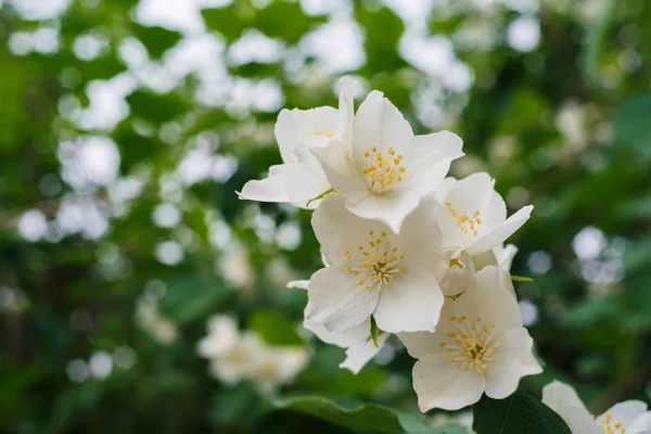 Jasmine White Flowers Green Leaves Bush Full Blossom Summer Park — Stock Photo, Image