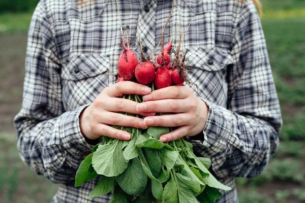 Taze organik turp üstleri ve yeşil ile kadının elinde bırakır. Yatay görünüm
