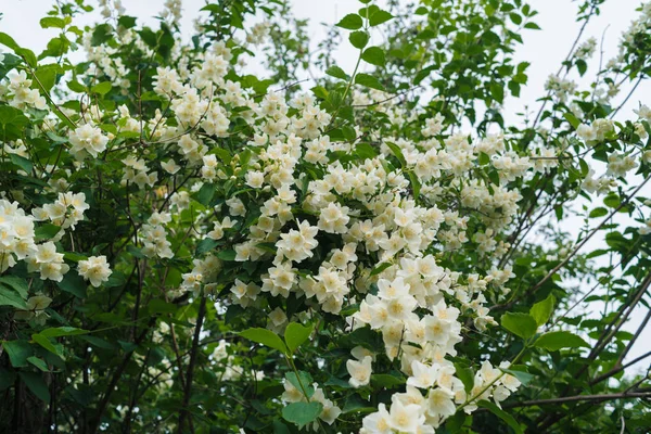 Jasmine Bush White Flowers Green Leaves Full Blossom Summer Park — Stock Photo, Image