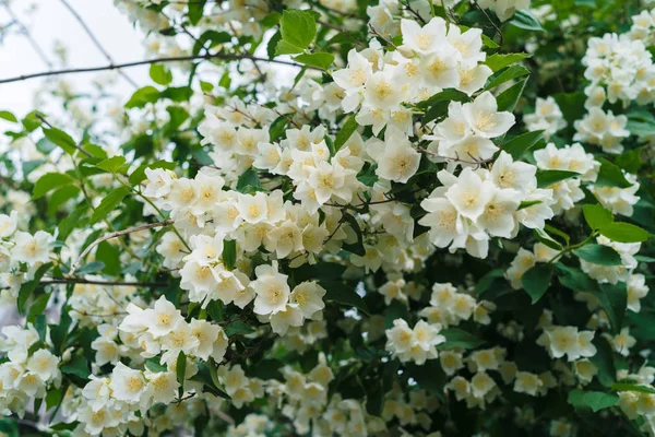 Jasmine Bush White Flowers Green Leaves Full Blossom Summer Park — Stock Photo, Image