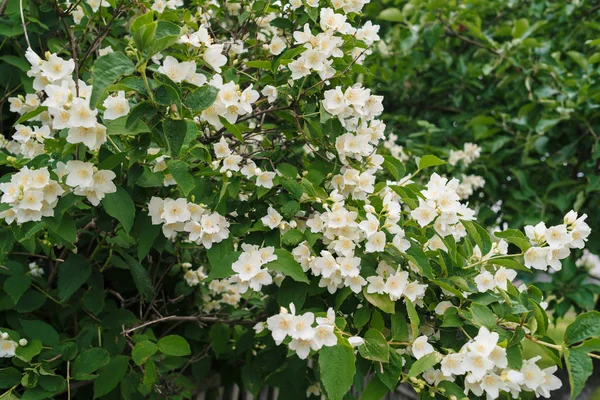 Жасмин Кущ Білими Квітами Зеленим Листям Повному Розквіті Літньому Парку — стокове фото